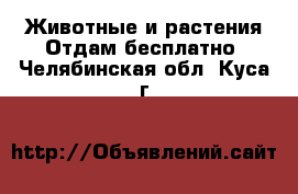 Животные и растения Отдам бесплатно. Челябинская обл.,Куса г.